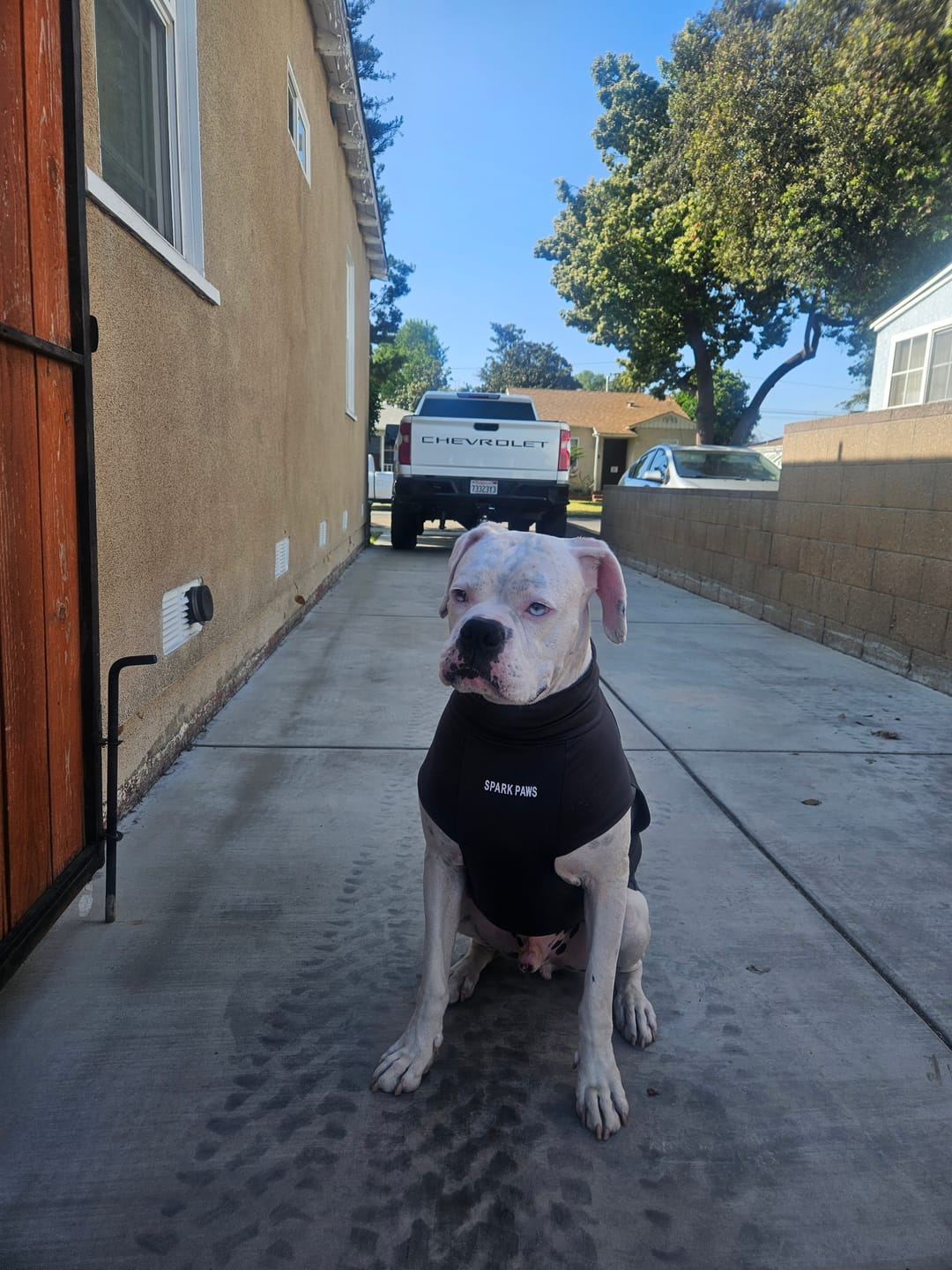 Customer photo review of Sunblock Dog T-Shirt - Dark Grey