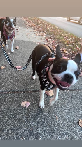 Customer photo review of Exclusive Printed Set [Don't Cross Me]