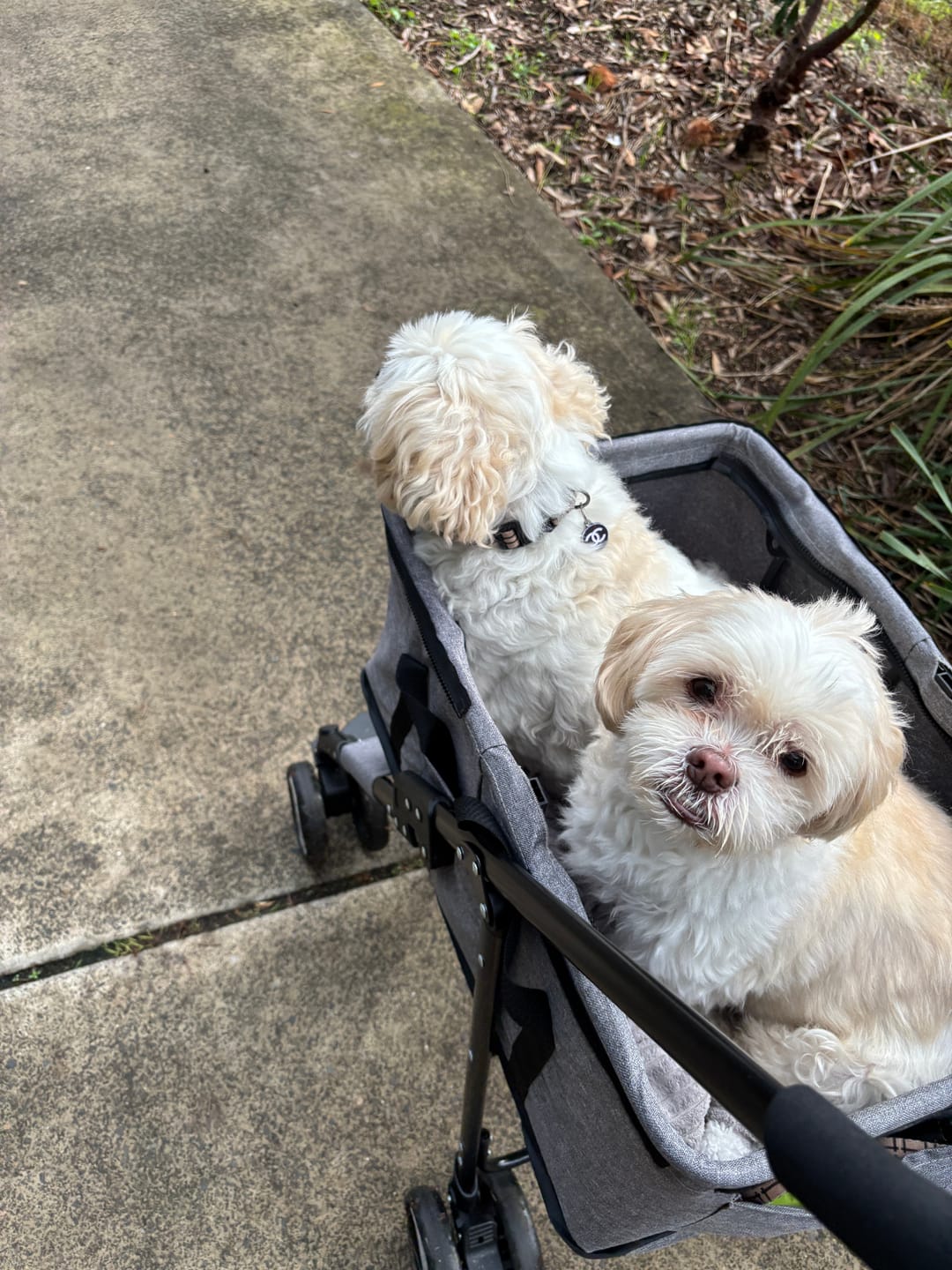 Customer photo review of PaWz Large Dog Stroller Cruiser