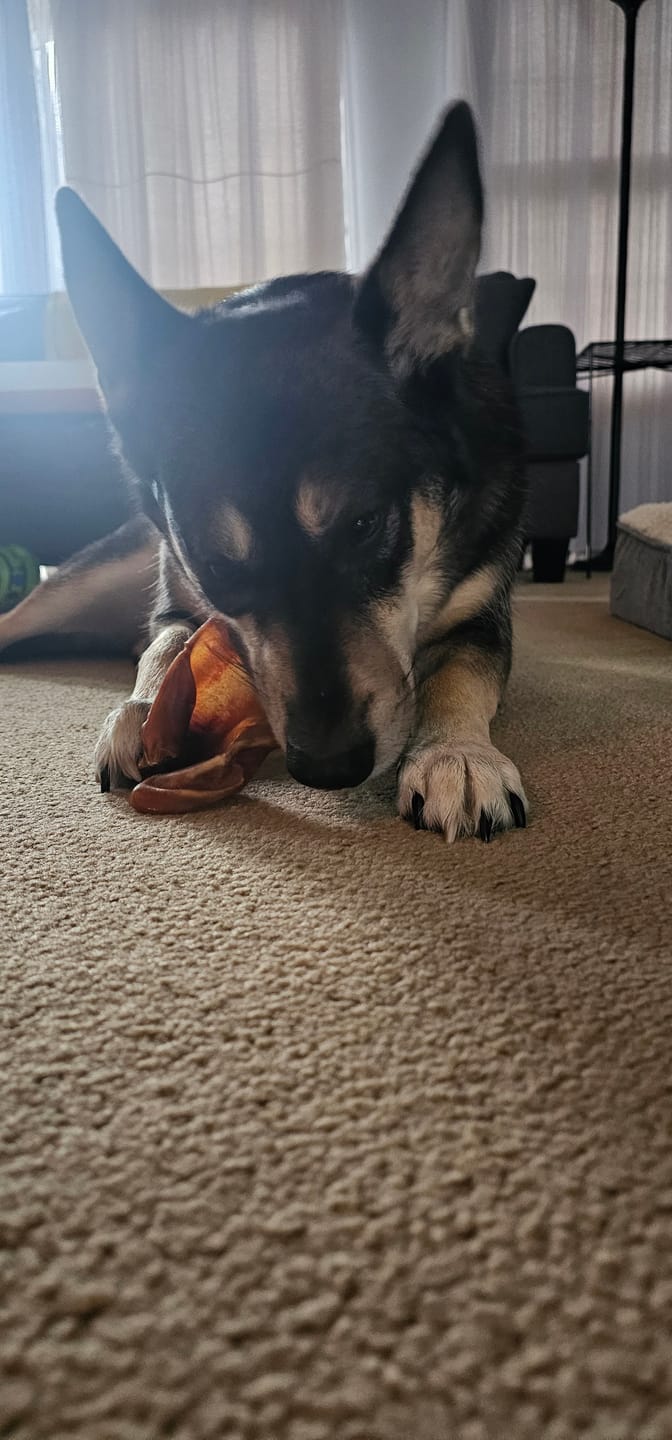 Customer photo review of 1 LB Chew Pack