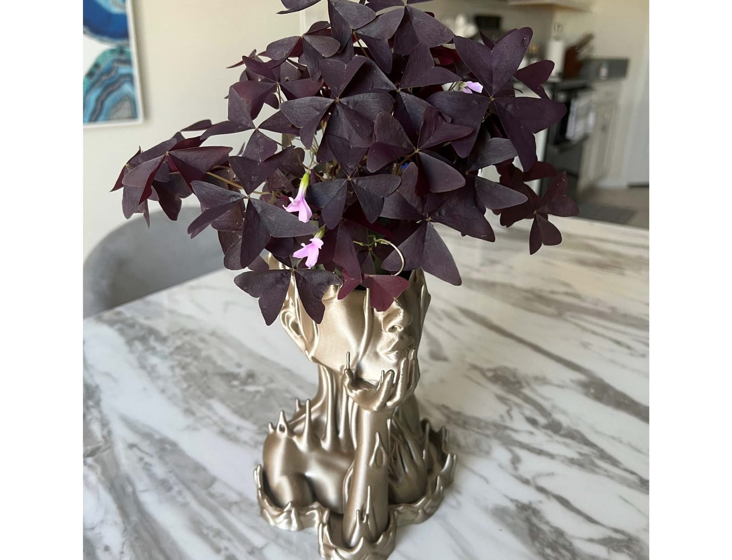 Customer photo review of Oxalis triangularis 'Ebony Allure'