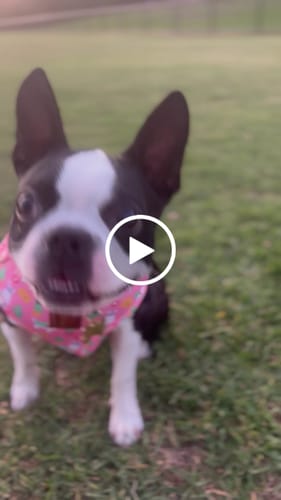 Customer video review of Exclusive Printed Set [Alpaca My Bags]