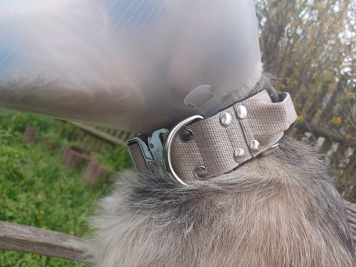 Customer photo review of Extreme Silver Buckle Beige - Starkt och säkert halsband