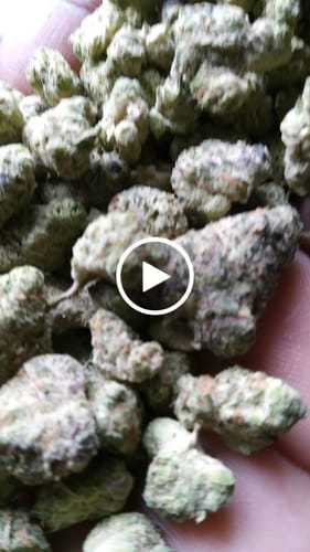 Customer video review of Wedding Cake Greenhouse THCA Small Buds