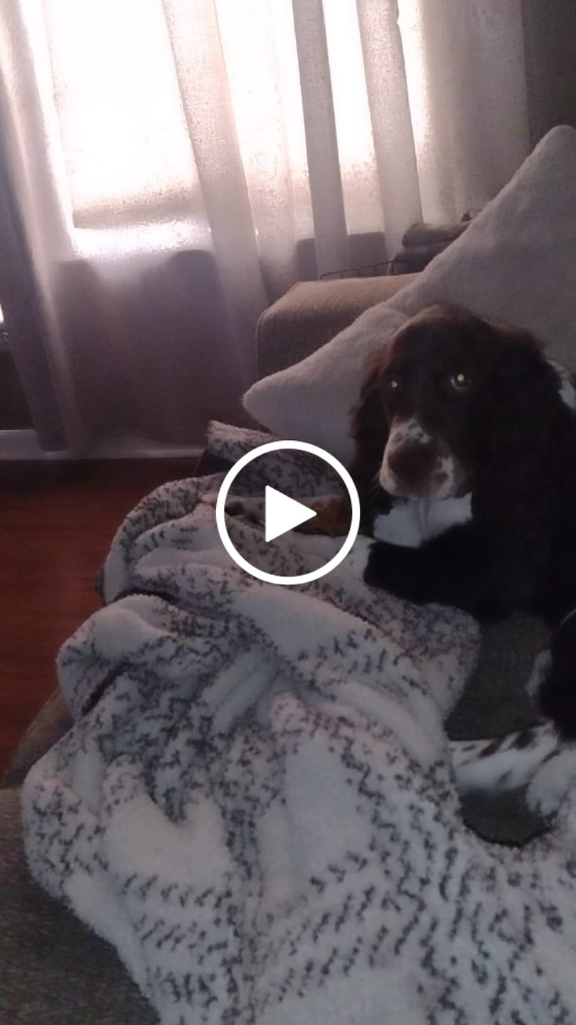 Customer video review of Ostrich Knuckle (Medium – 4" x 3"): The Perfect Chew for Small to Medium Dogs & Sensitive Stomachs