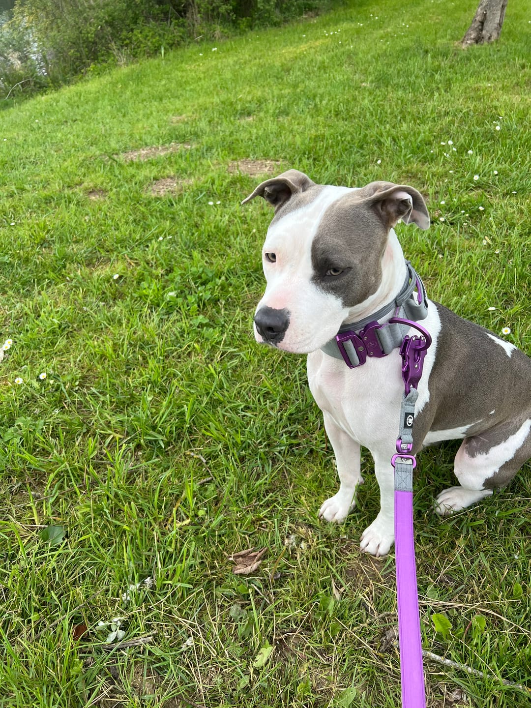 Customer photo review of 5cm Lighter Combat® Collar | With Handle Secure Clip - Purple x Metal Grey