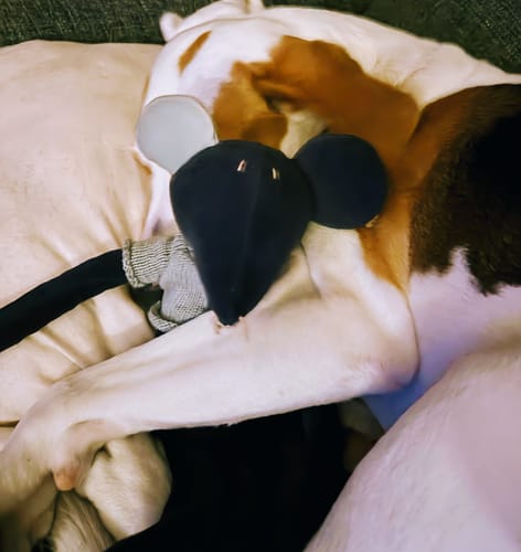 Customer photo review of HECTOR, LE RAT - PETIT