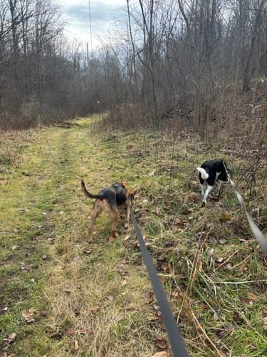 Customer photo review of FurLife™ 12 Months Flea and Tick Free