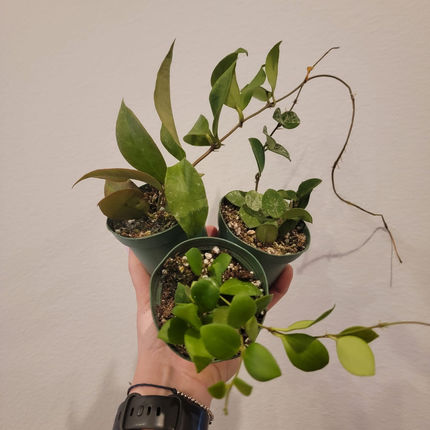 Customer photo review of Hoya heuschkeliana