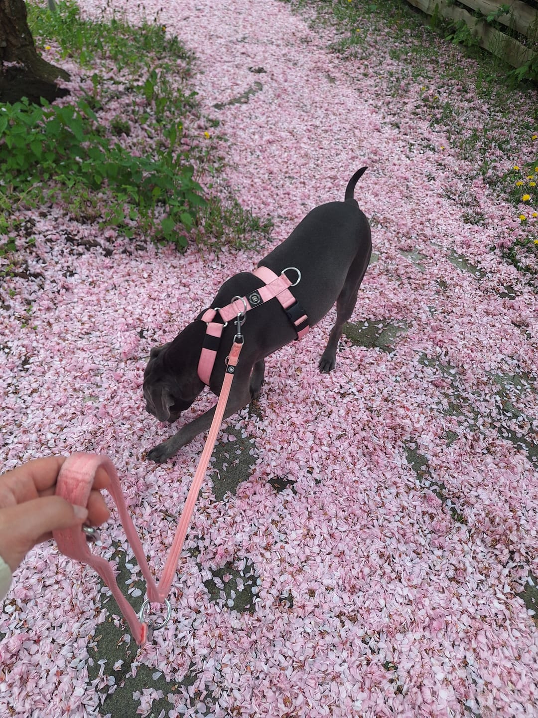 Customer photo review of Training Double Ended Dog Lead | 2m Length -  Pink