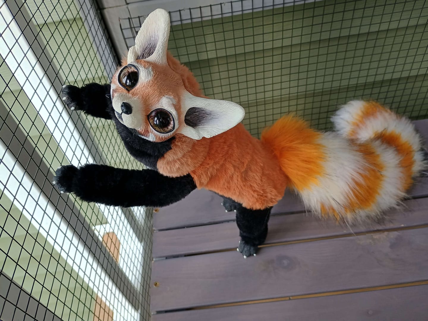 Customer photo review of Ring-tailed cat– Grey