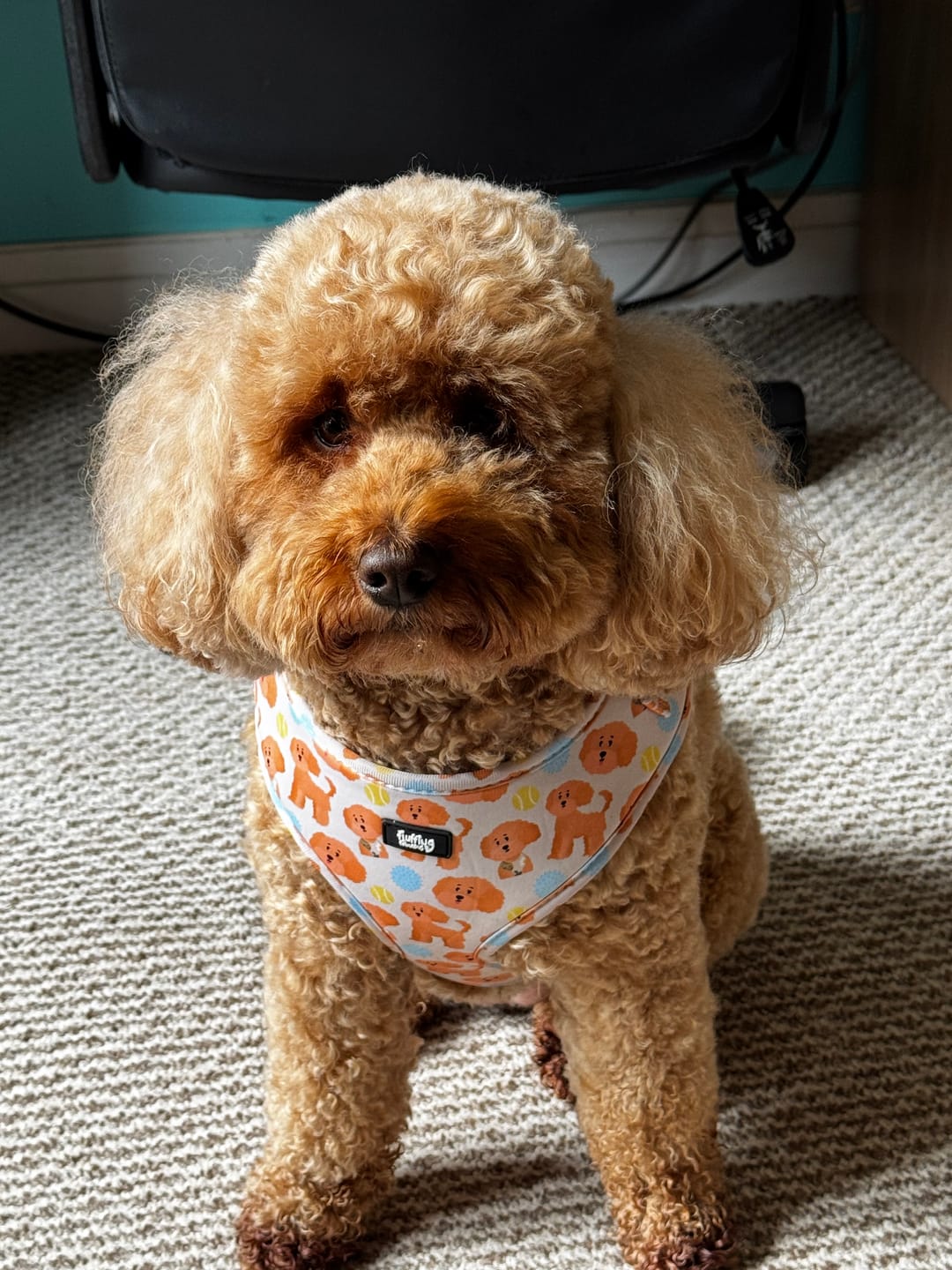 Customer photo review of Adjustable Dog Harness - Curly Club Collection