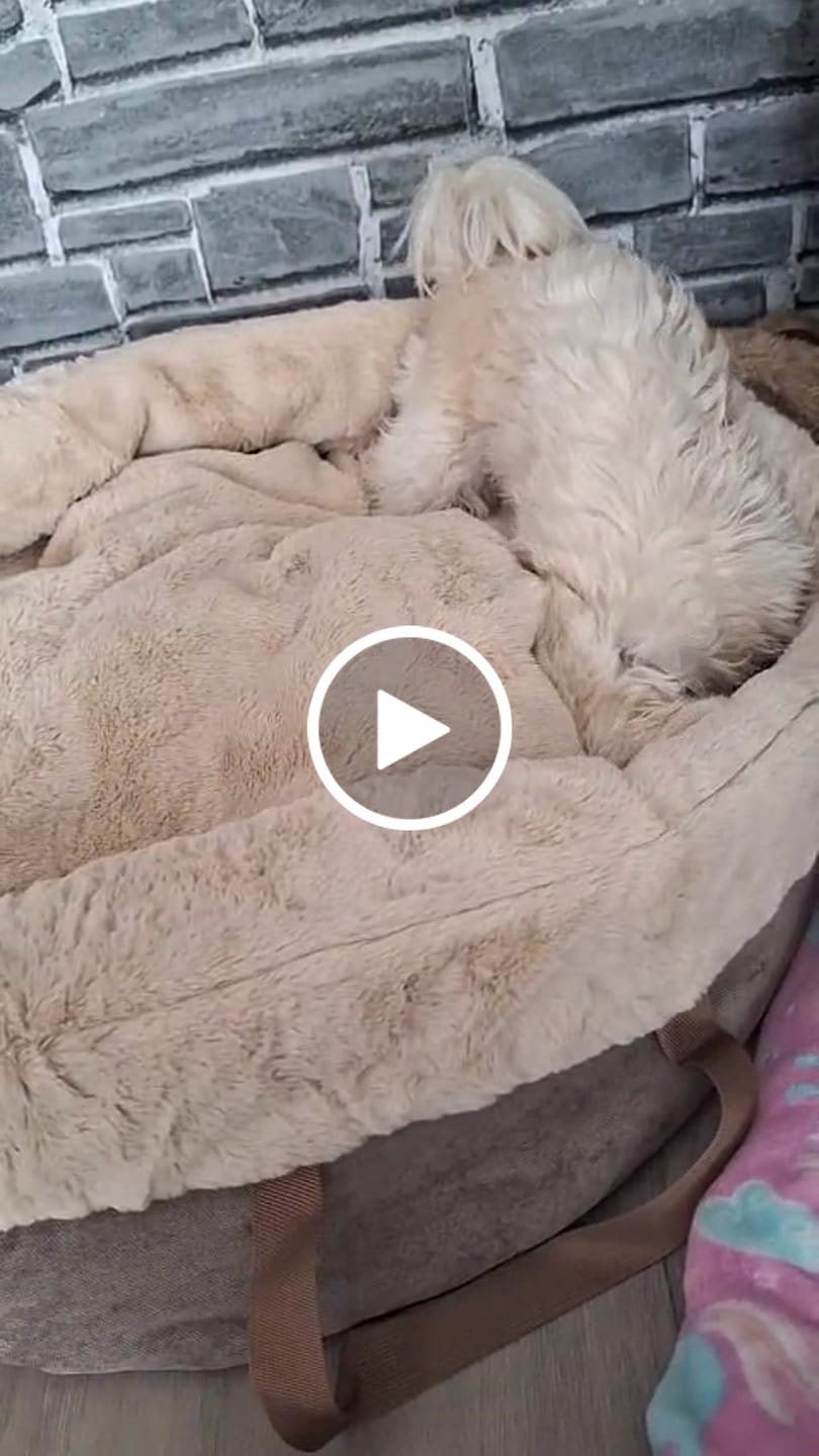 Customer video review of Orthopädischer Hundekorb "Easy"