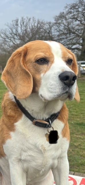 Customer photo review of Dog Deshedding Comb - Dog, Horse & Cat - Black