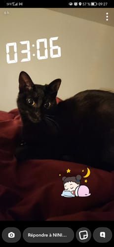 Avis photo d'un client sur Croquettes Chat Stérilisé Sans Céréales - Saumon