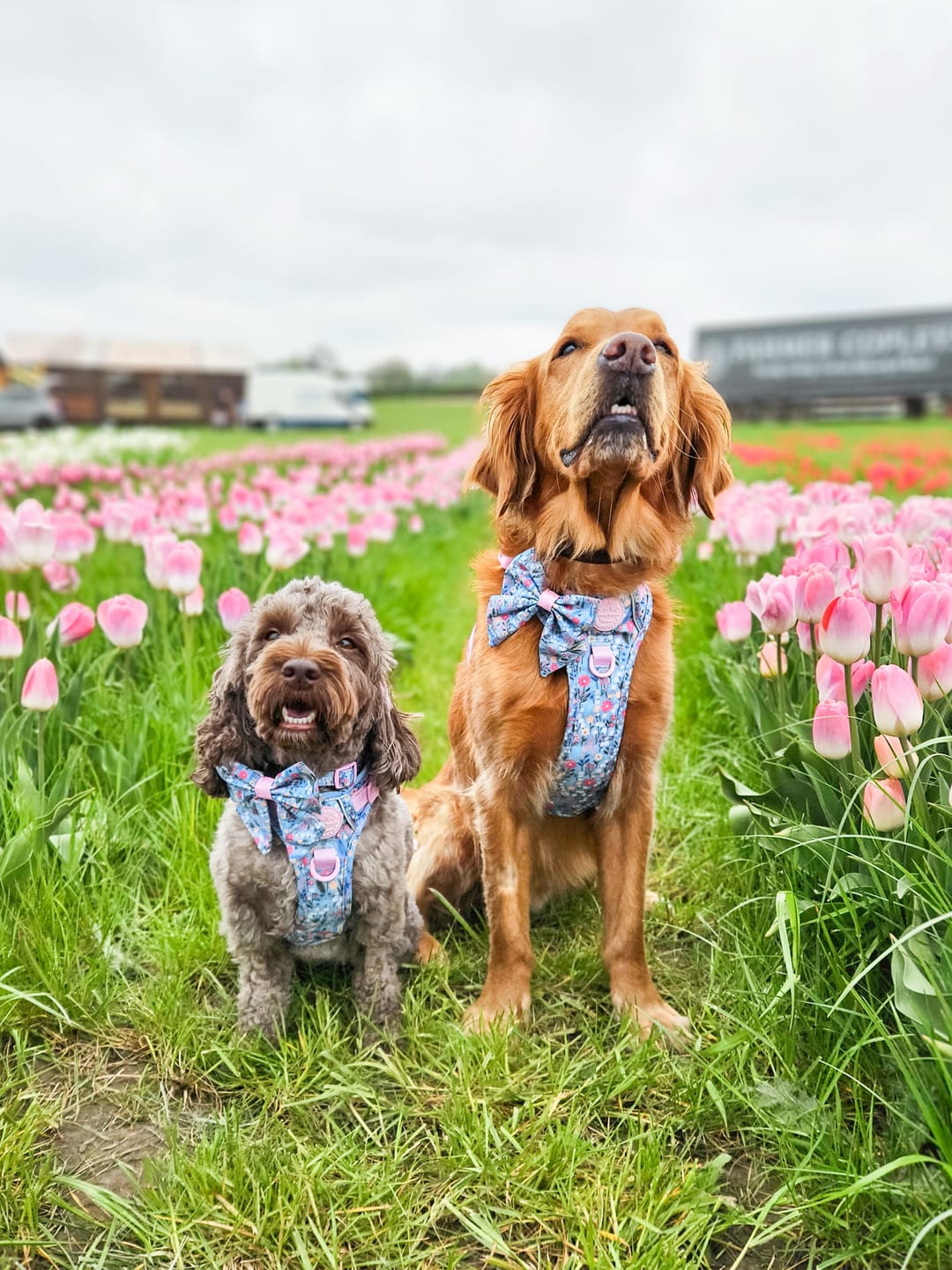Customer photo review of Tough Trails™ Harness -  Whimsical Wildflowers