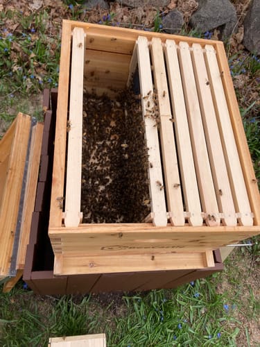 Customer photo review of BeeCastle Hives:10 Frame Wax-coated Cedar Wood Honey Super Medium Box with Unassembled Pine Wood Frame and 100% Beeswax Plastic Foundation