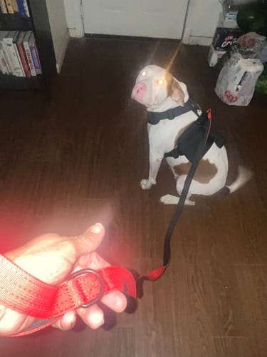 Customer photo review of Matching Red 6' Bully Proof Leash