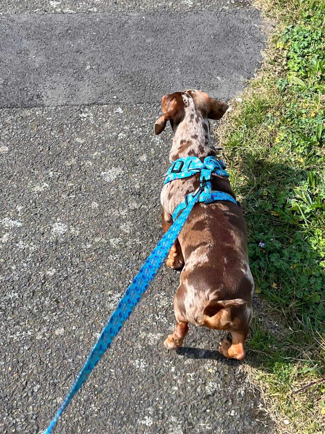 Customer photo review of Little dog syndrome harness