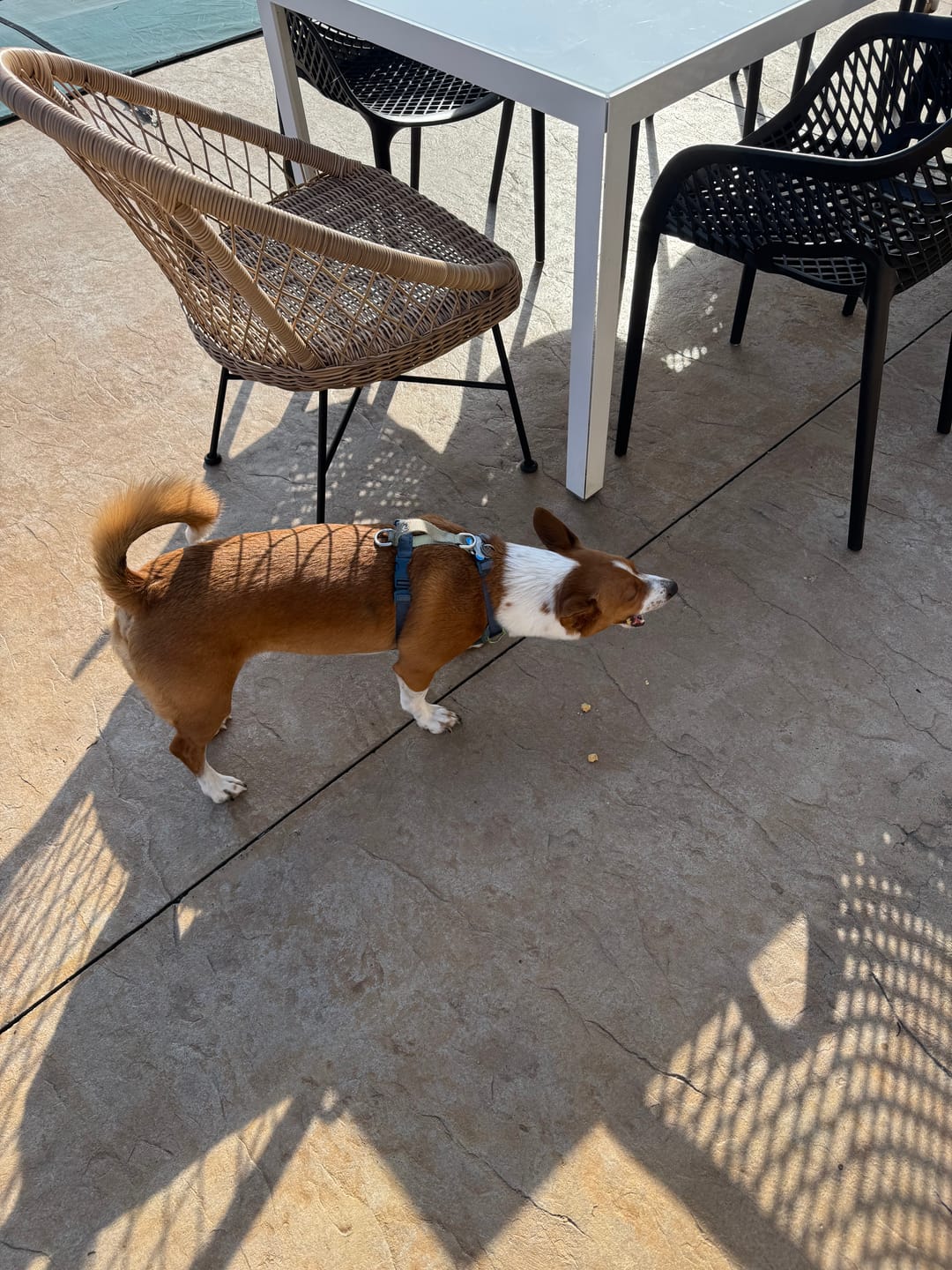 Customer photo review of Peanut & Banana