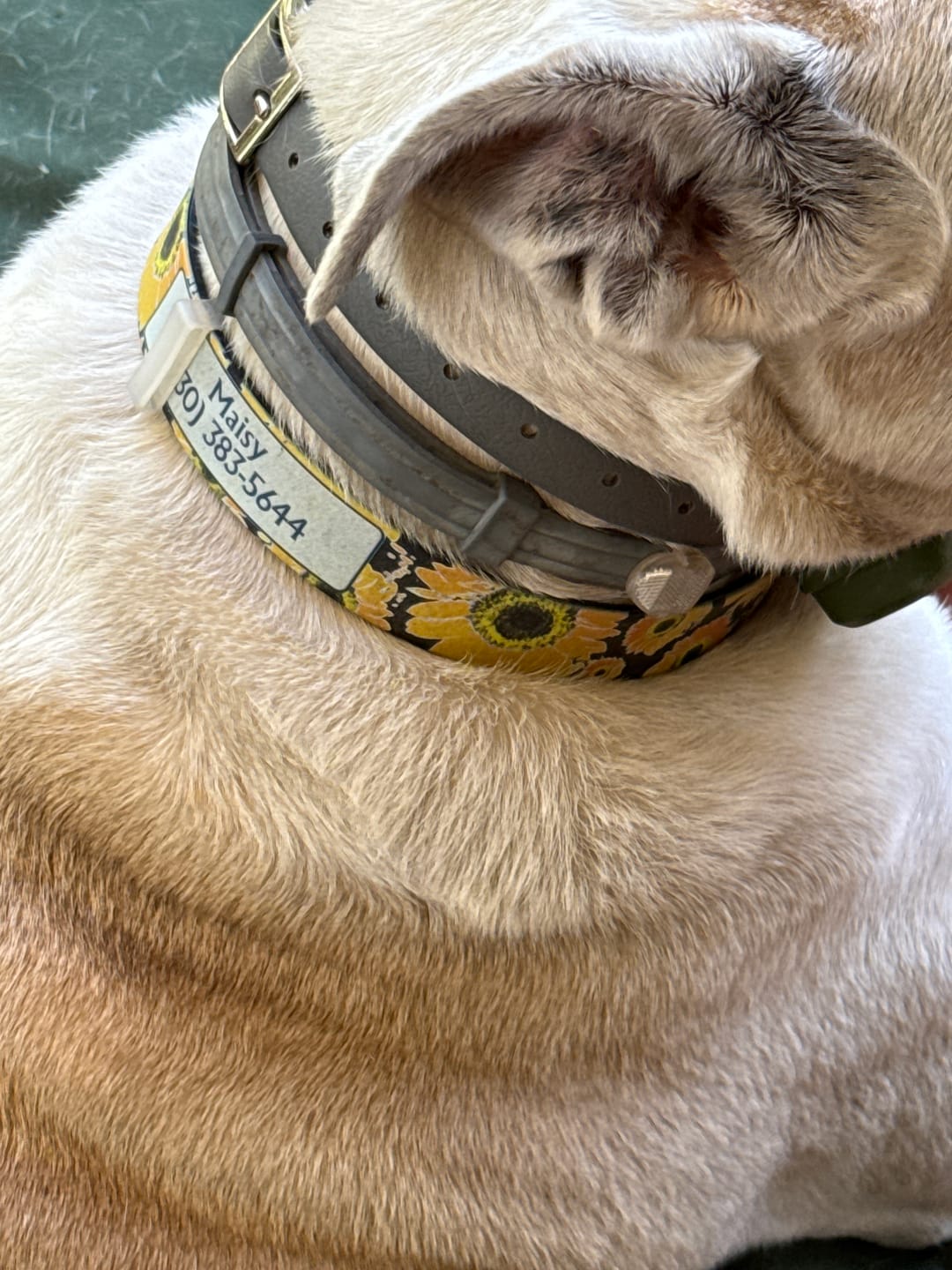 Customer photo review of Sunflower Dog Collar
