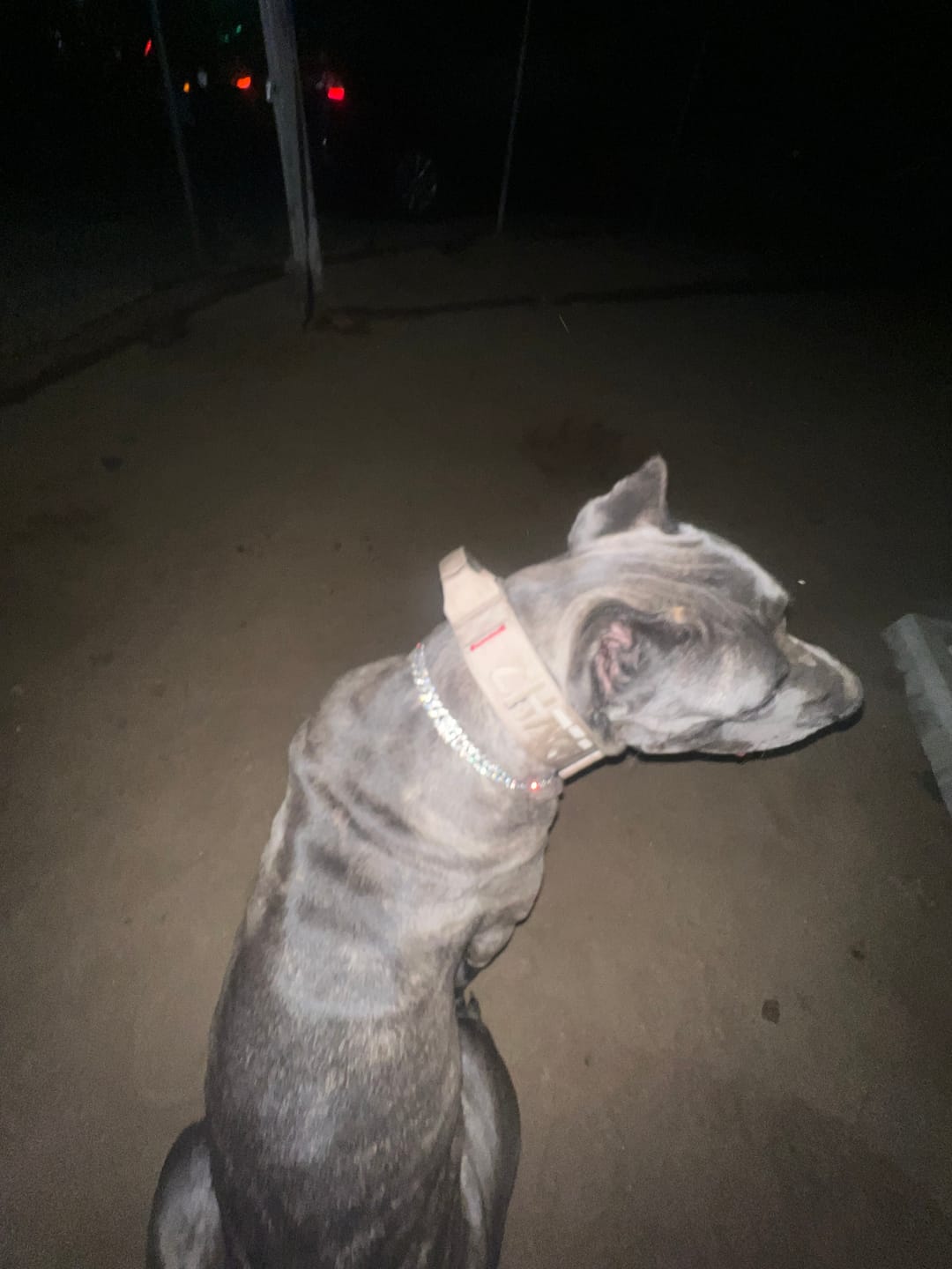 Customer photo review of 2" Tacti Luxe Dog Collar - Gold Noir