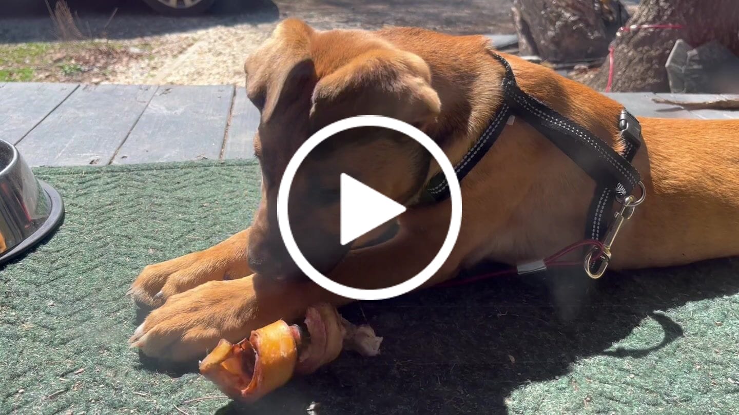 Customer video review of Bully cheek springs