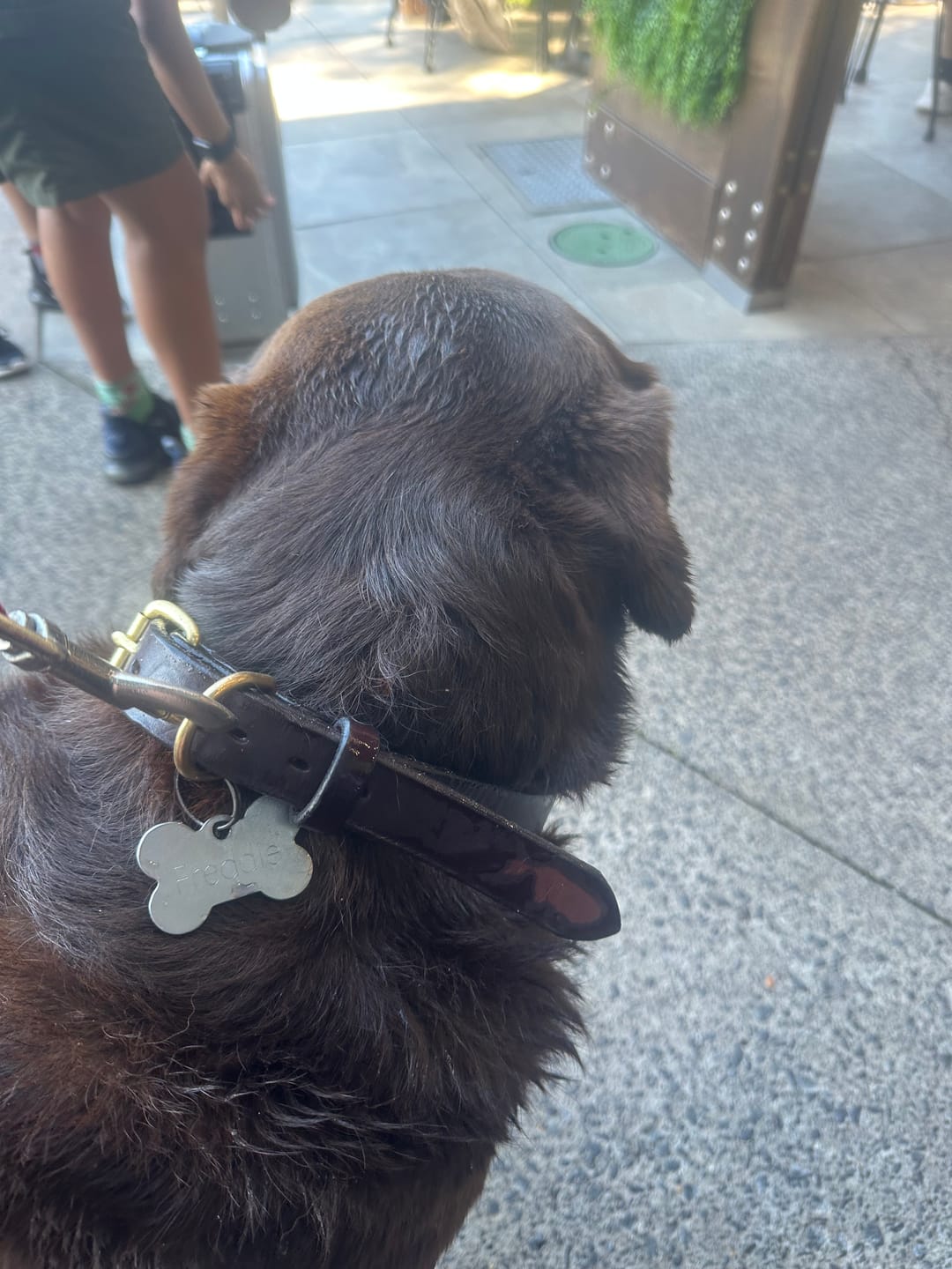 Customer photo review of Dog Collar