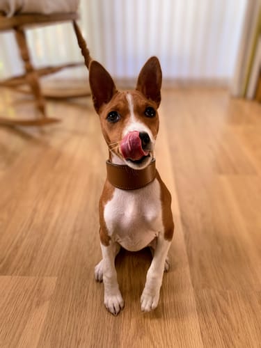 Customer photo review of Padded Sighthound Collars