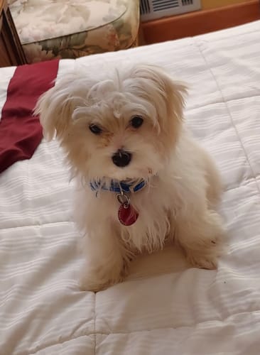 Customer photo review of Cutest Pets of the Month 2025 Photobook