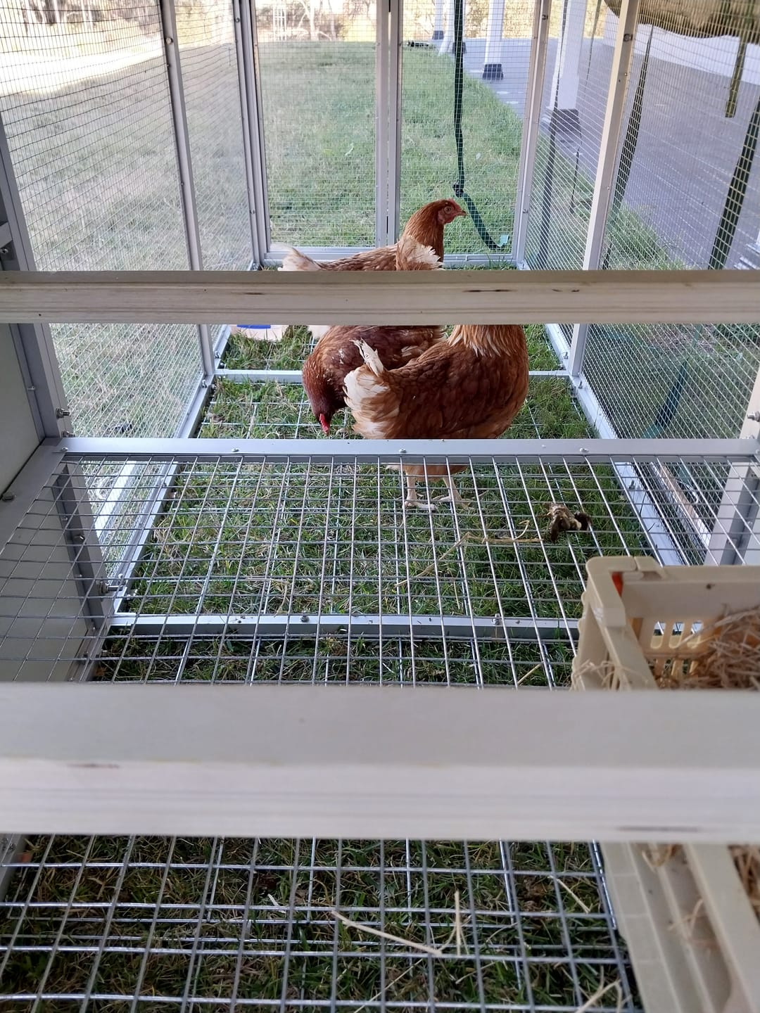 Customer photo review of Canvas Cover for Chicken Coop / Chicken Tractor