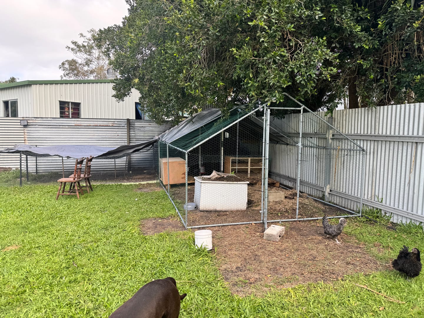 Customer photo review of Premium Large Walk In Chicken Coop