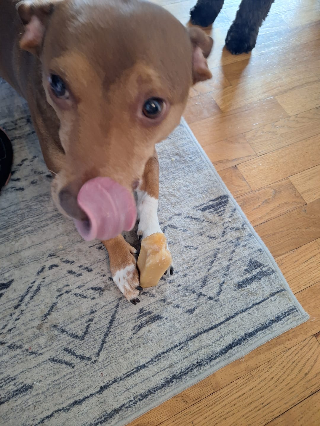 Customer photo review of Himalayan Yak Chew (LARGE)