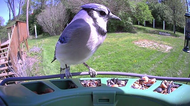 Customer photo review of Birdfy Feeder 2 Pro - Bird Feeder Camera