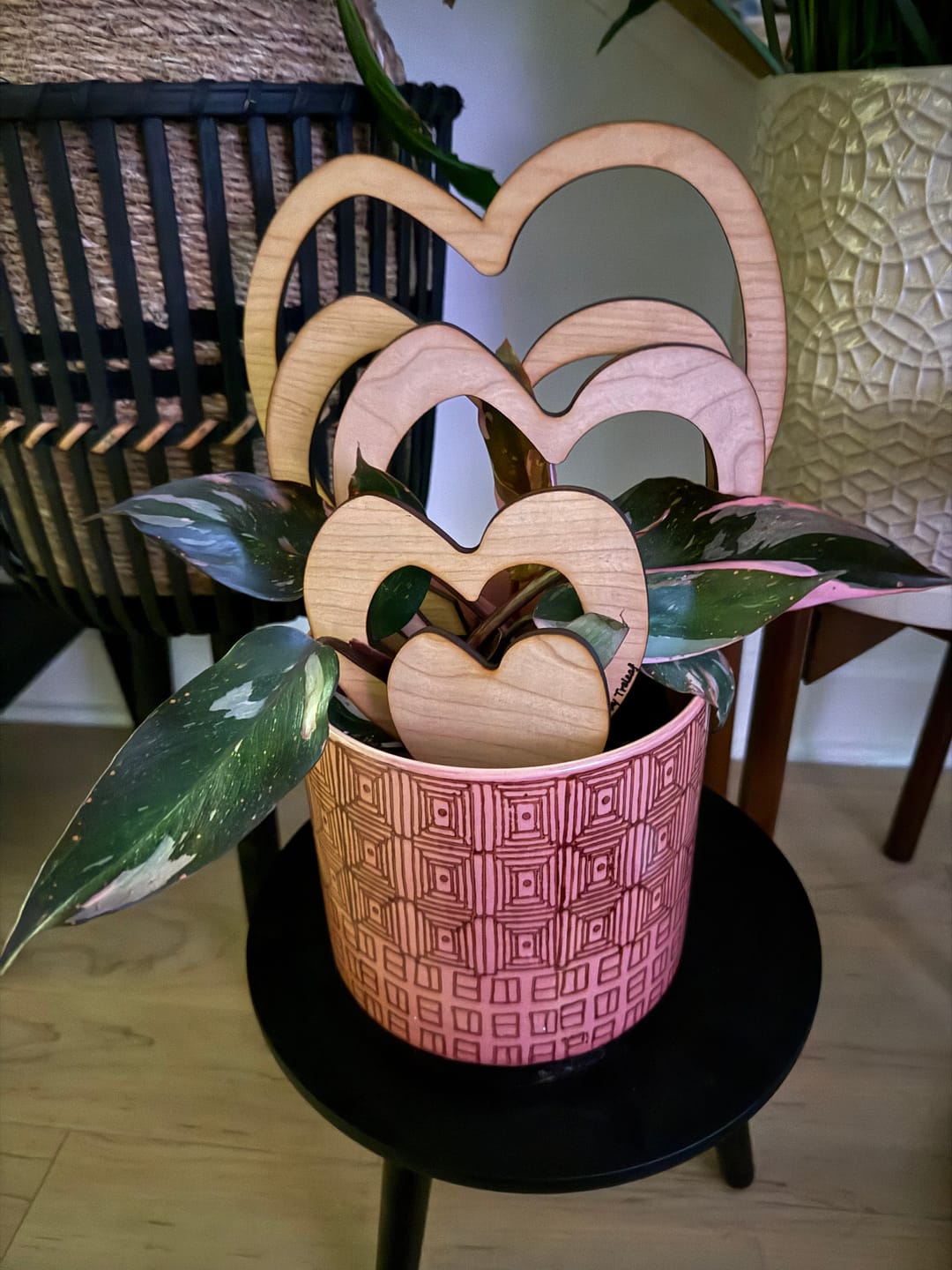 Customer photo review of Trellove - Plant trellis inspired by Hoya Kerrii - 4 nested heart-shaped trellises + heart label
