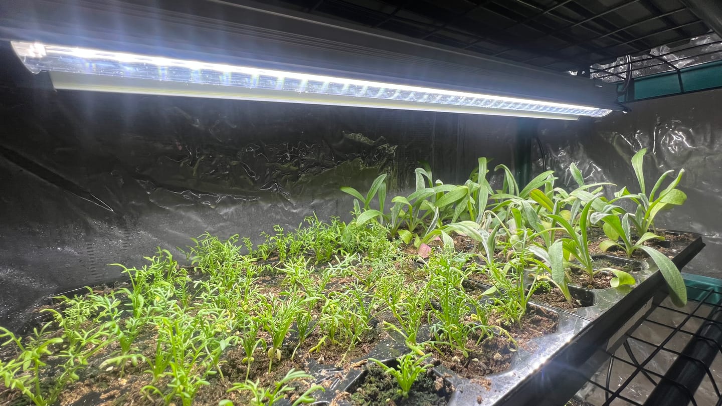 Customer photo review of Sunblaster LED High Output 6400K watt strip lights