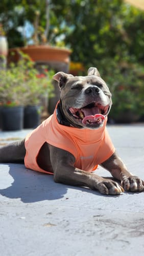 Customer photo review of Sunblock Dog T-Shirt - Peach
