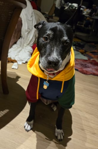 Customer photo review of Primary Color Block Dog Hoodie