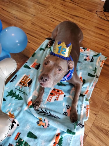 Customer photo review of Wild Salmon CBD Oil : 1 oz - 350 MG : Healthy Hips & Joint Care Formula