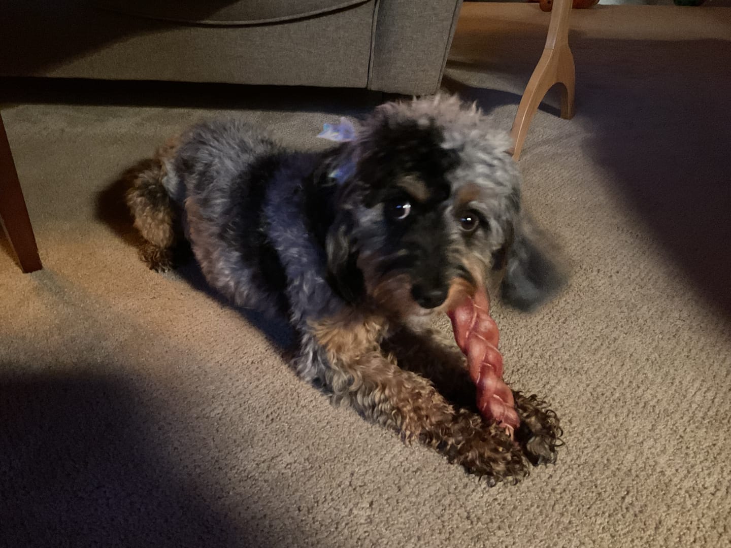 Customer photo review of 12 Inch Monster Braided Bully Stick