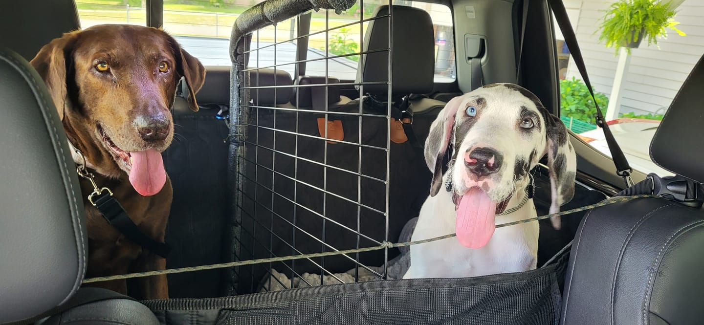Customer photo review of 2 Pack Headrest Car Dog Safety Seatbelt