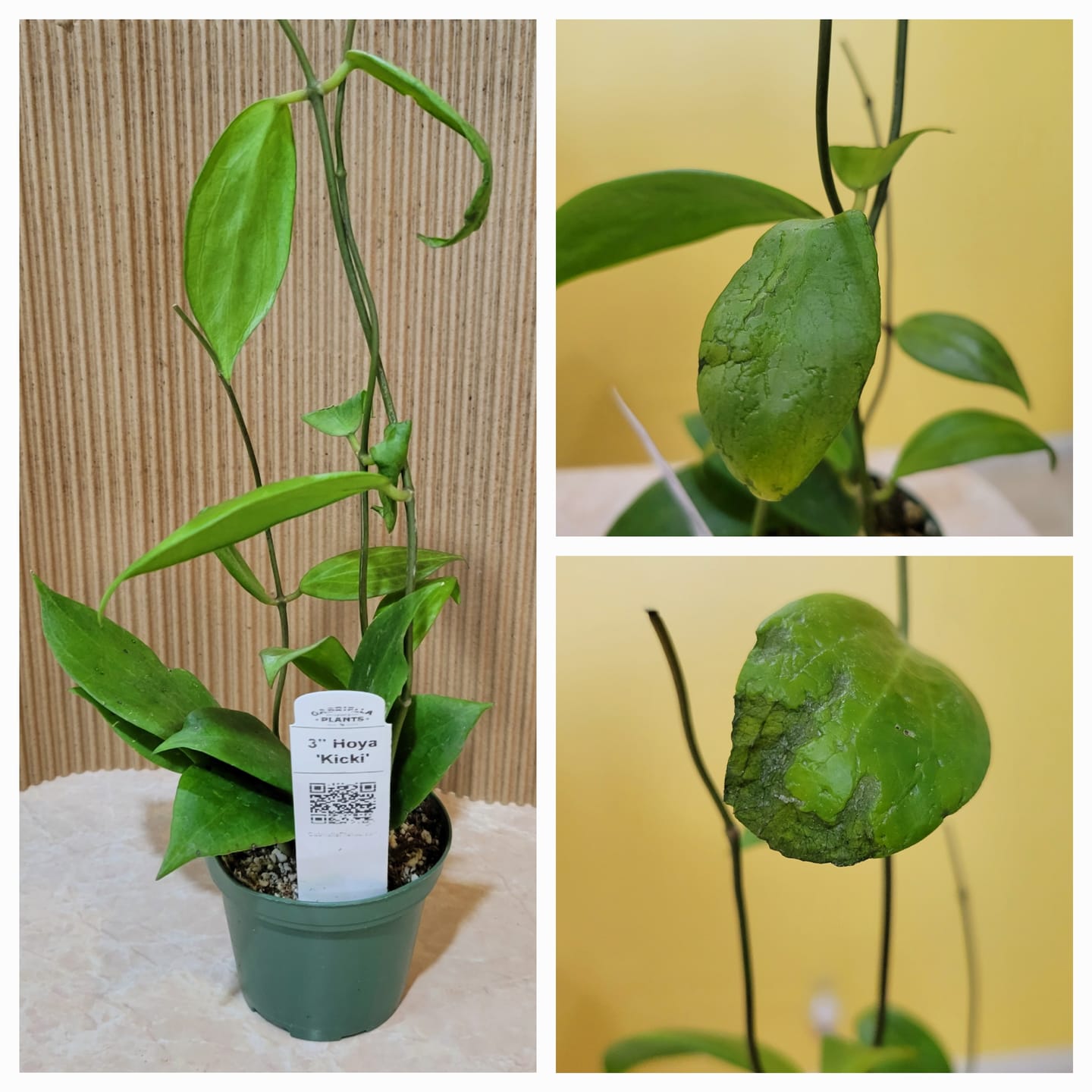 Customer photo review of Hoya 'Kicki'