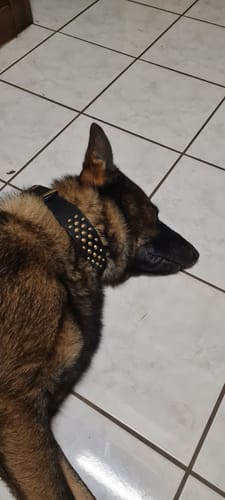 Customer photo review of Hand Made Leather Dog Collar - RuffNeck Black & Brass (Wide Fit)