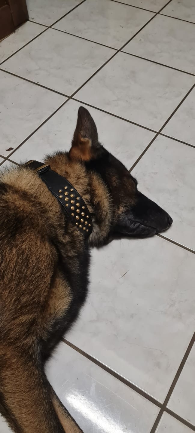 Customer photo review of Hand Made Leather Dog Collar - RuffNeck Black & Brass (Wide Fit)