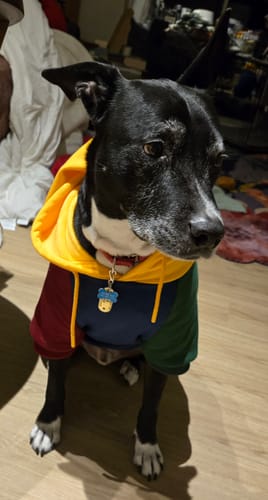 Customer photo review of Primary Color Block Dog Hoodie