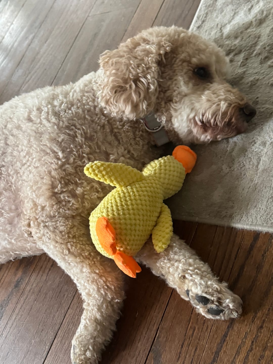 Customer photo review of Calming Duck
