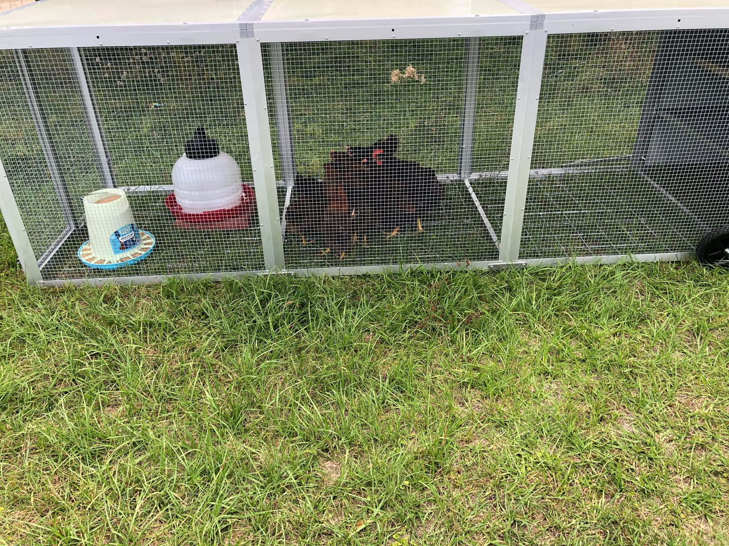 Customer photo review of Galvanised Mesh Floor for Chicken Coop