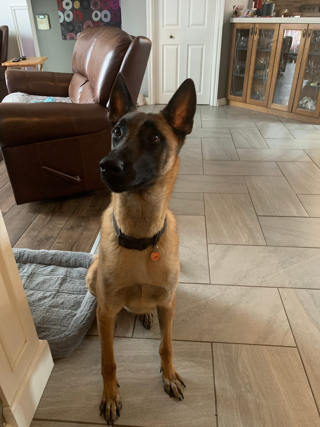 Customer photo review of Inukshuk - Nourriture pour Chien d'entrainement et performant