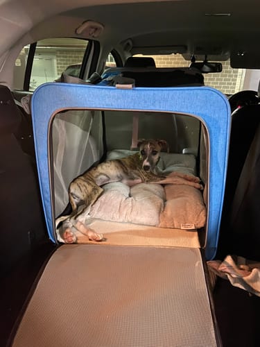 Customer photo review of Pawz Pet Carrier Foldable Dog Cat Soft Crate Travel Cage Portable Bag Kennel