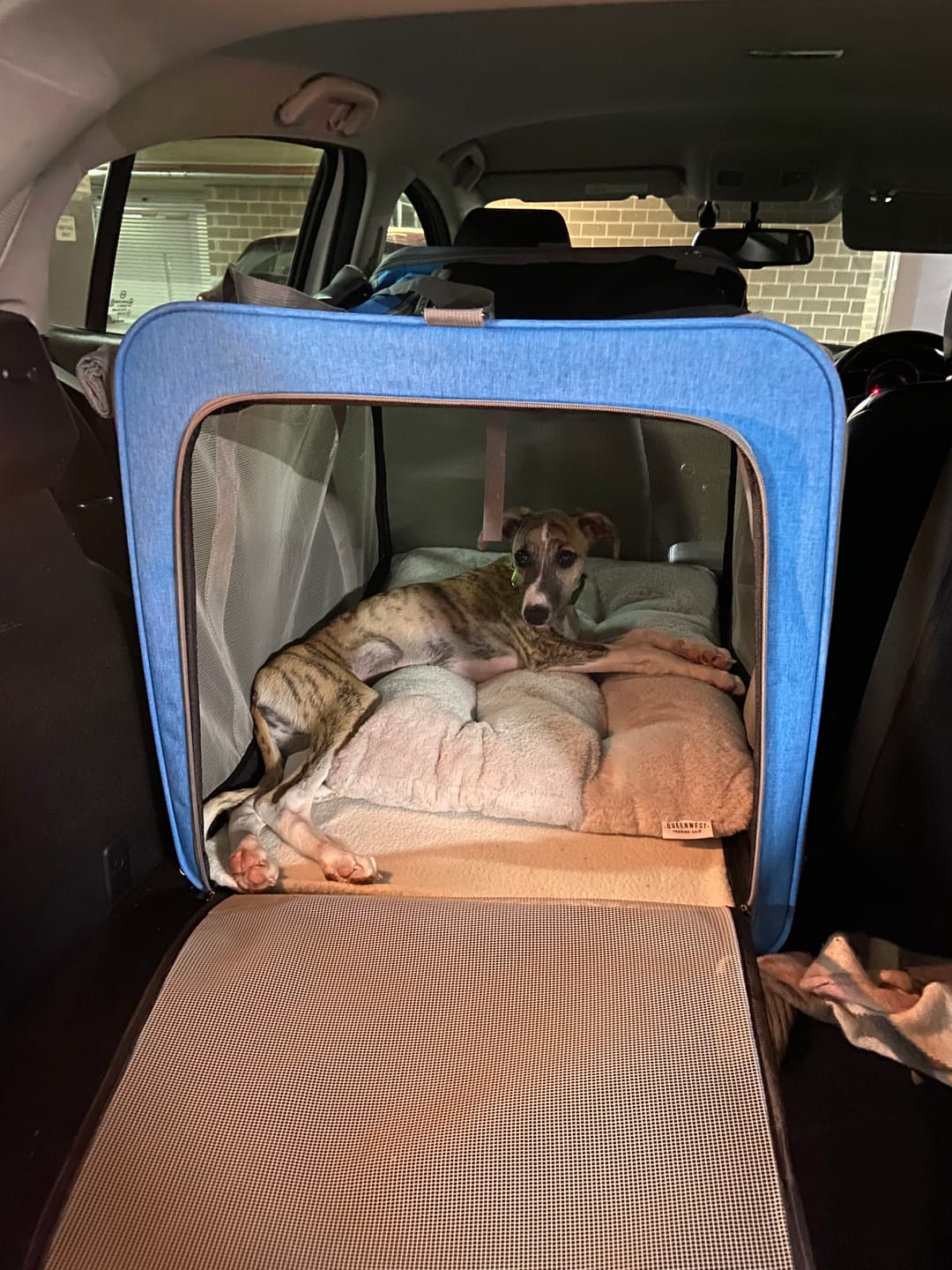 Customer photo review of Pawz Pet Carrier Foldable Dog Cat Soft Crate Travel Cage Portable Bag Kennel